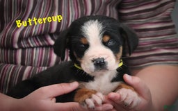 Greater Swiss Mountain Dog dogs for sale: Buttercup - Image 3
