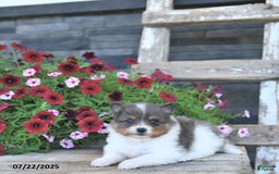 Pomeranian dogs for sale: Charm - Image 5