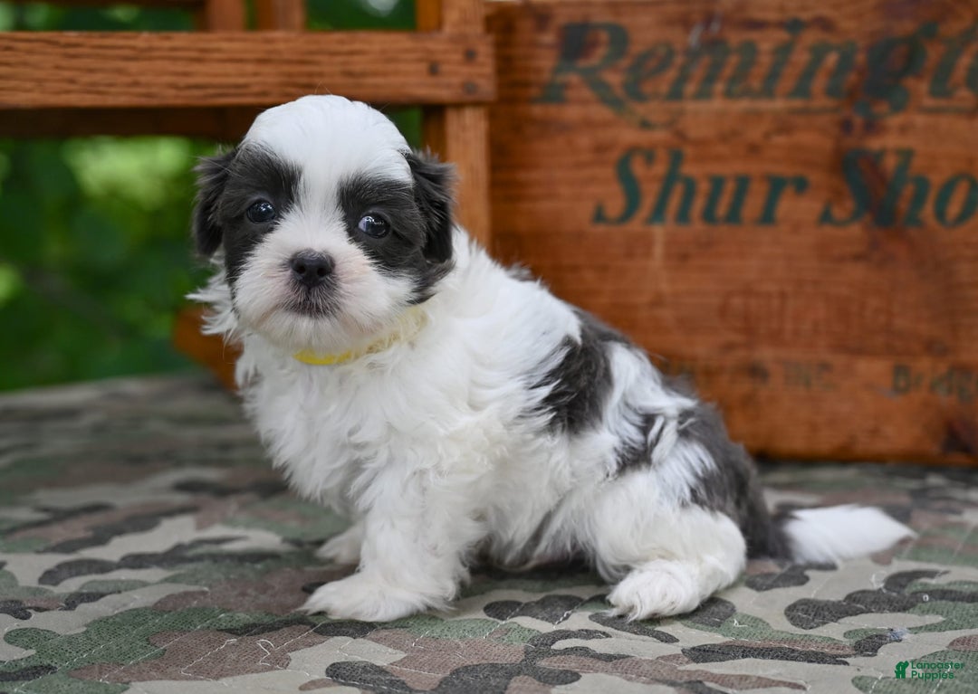 Shih Tzu dogs for sale: Charlie - Image 7