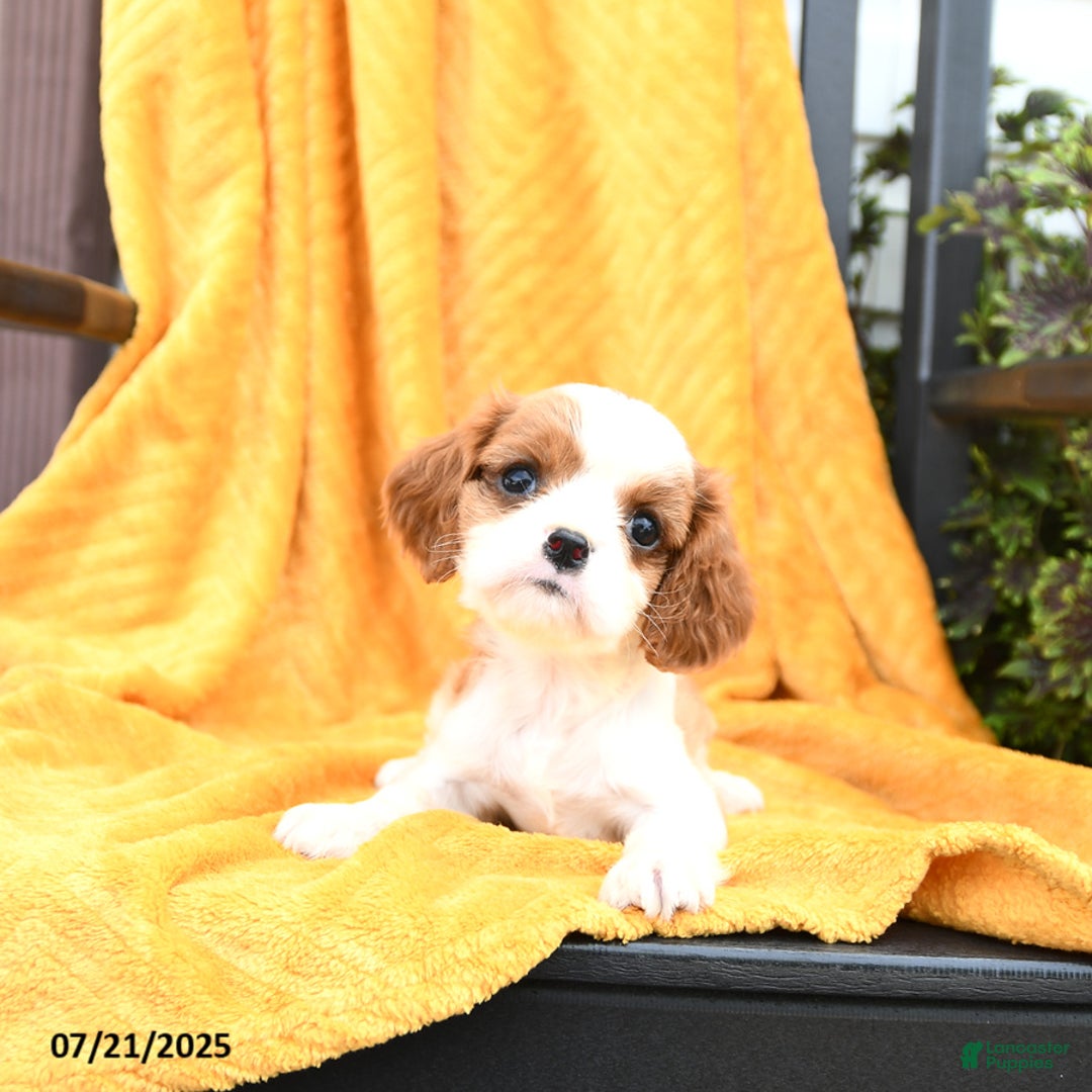 Cavalier King Charles Spaniel dogs for sale: Georgie - Image 3