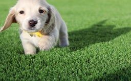 Miniature Dachshund dogs for sale: Roxy - Image 2