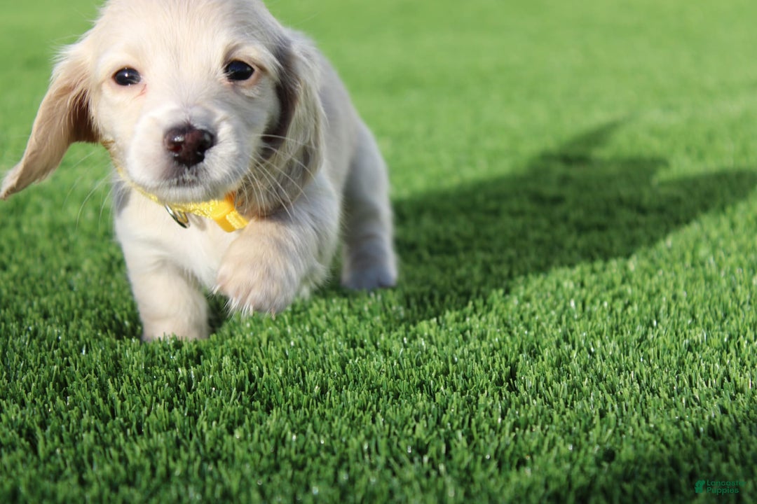 Miniature Dachshund dogs for sale: Roxy - Image 2