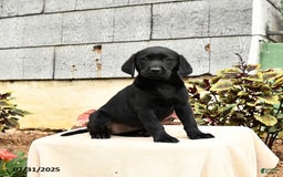 Labrador Retriever dogs for sale: Muffin - Image 5