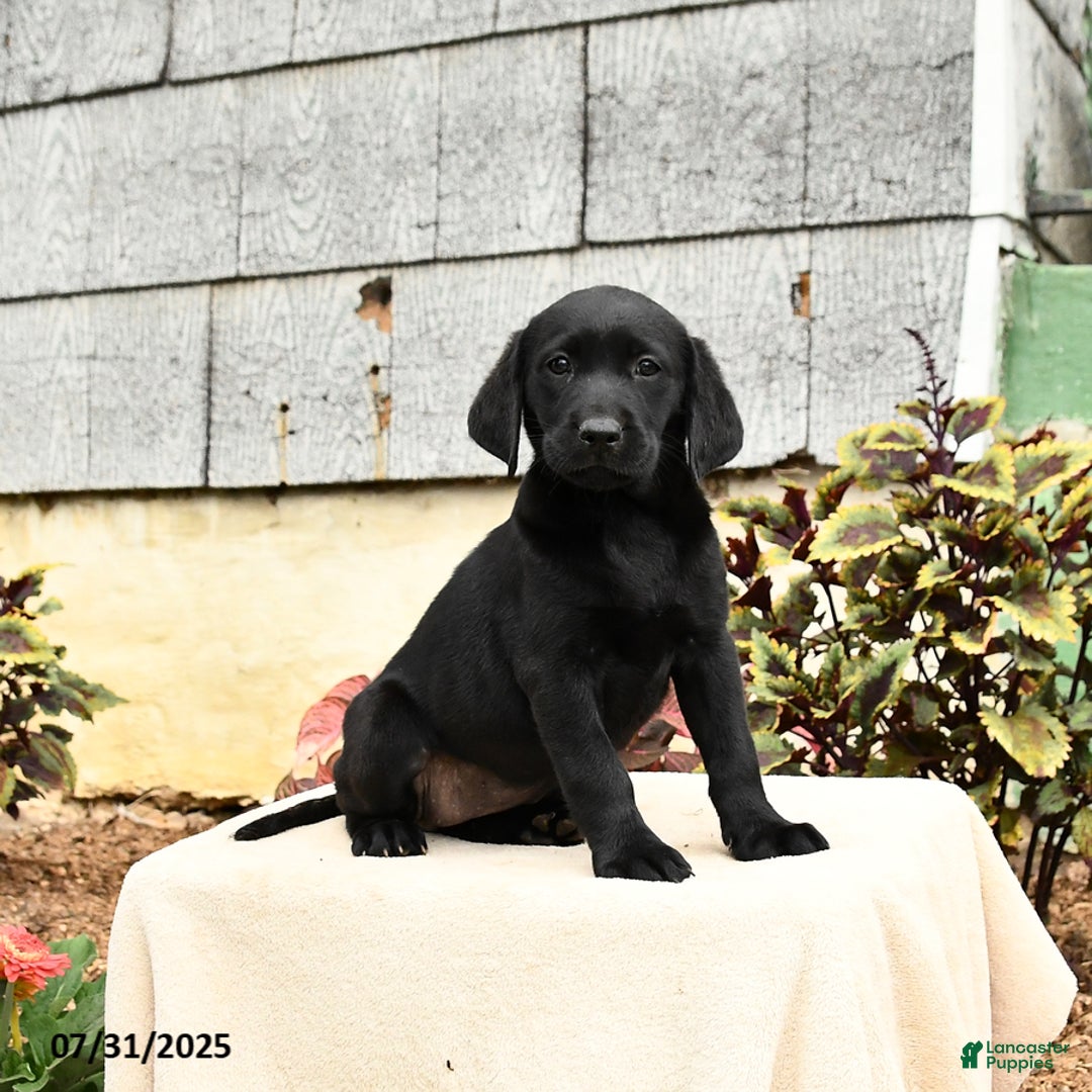 Labrador Retriever dogs for sale: Muffin - Image 5