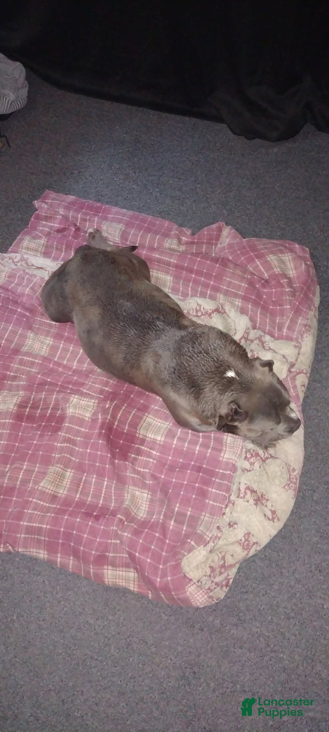 American Bully dogs for sale: Tiny - Image 8