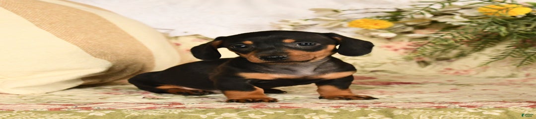 Roxie