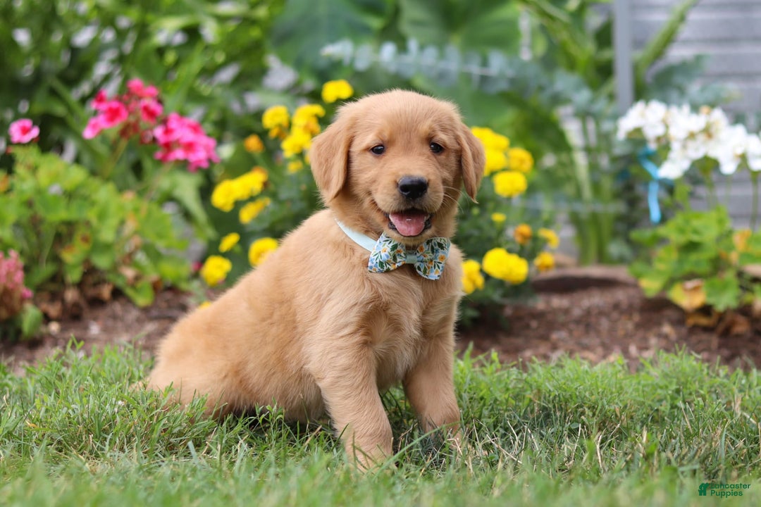 Golden Retriever dogs for sale: Mahlon - Image 3