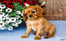 Cavalier King Charles Spaniel dogs for sale: Keegan - Image 11