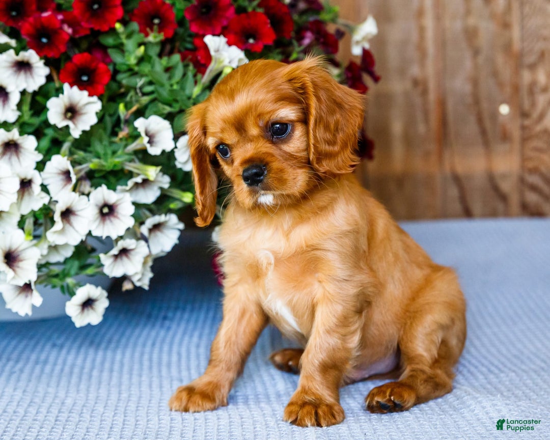 Cavalier King Charles Spaniel dogs for sale: Keegan - Image 11