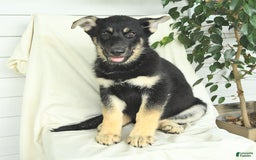 Gerberian Shepsky dogs for sale: Max - Image 6