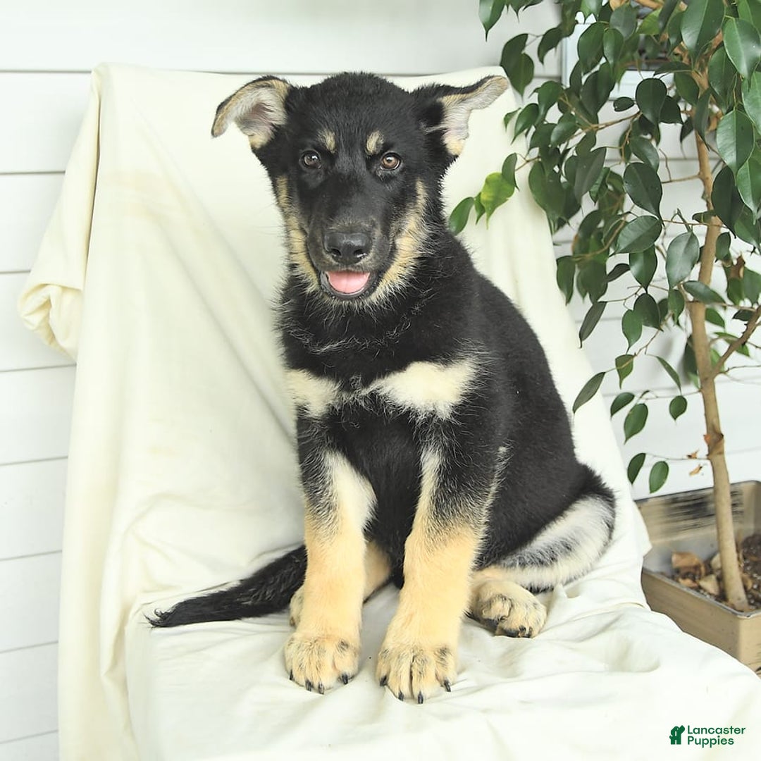 Gerberian Shepsky dogs for sale: Max - Image 6