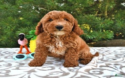 Mini Goldendoodle dogs for sale: Dakota - Image 7
