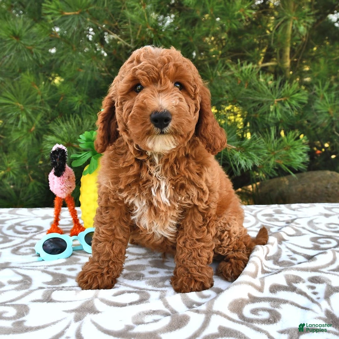 Mini Goldendoodle dogs for sale: Dakota - Image 7