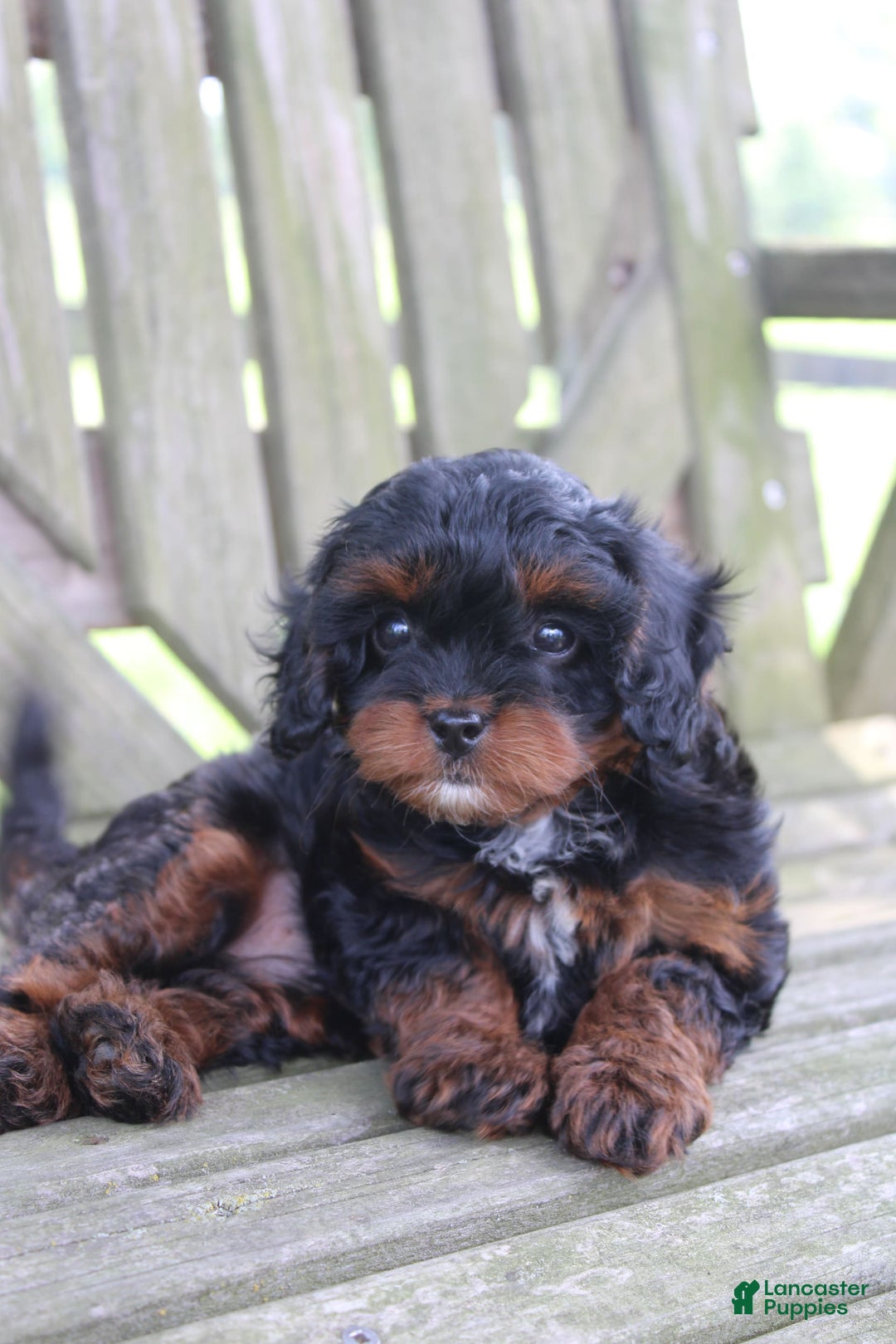 Cavapoo dogs for sale: Skye - Image 6
