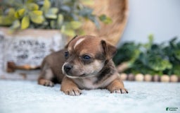 Chihuahua dogs for sale: Nitro - Image 4