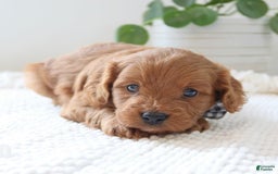 Cavapoo dogs for sale: Fynn - Image 1