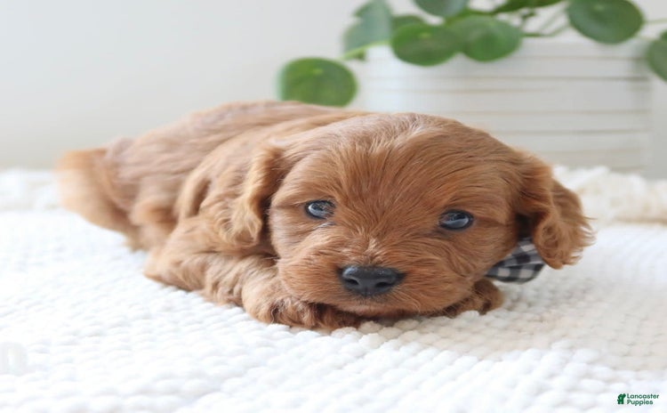 Cavapoo dogs for sale - Ad 3