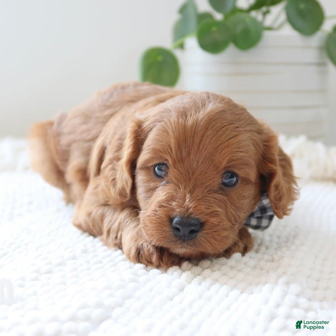 Cavapoo dogs for sale: Fynn - Image 1