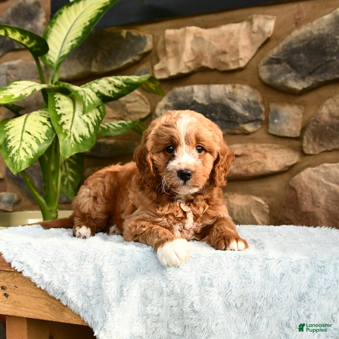 Labradoodle dogs for sale: Lucky - Image 3