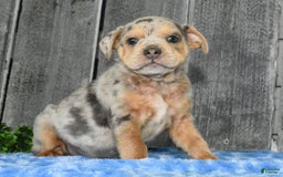 Beabull dogs for sale: Keith - Image 2