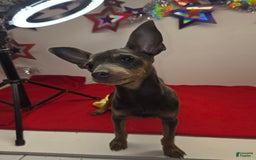 Miniature Pinscher dogs for sale: Squeaks - Image 3