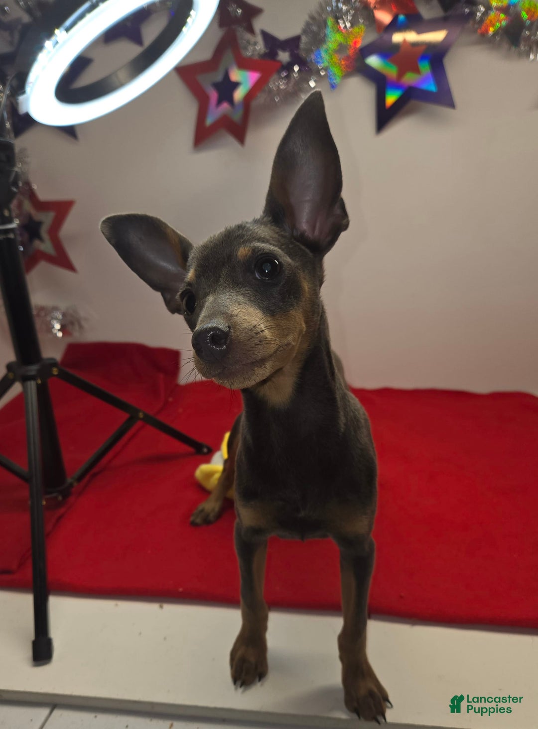 Miniature Pinscher dogs for sale: Squeaks - Image 3