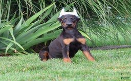 Doberman Pinscher dogs for sale: Flynn - Image 2