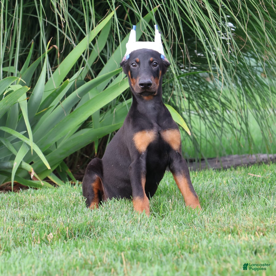 Doberman Pinscher dogs for sale: Flynn - Image 2