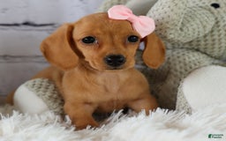 Miniature Dachshund dogs for sale: Miniature Dachshund 3 puppies - Image 13
