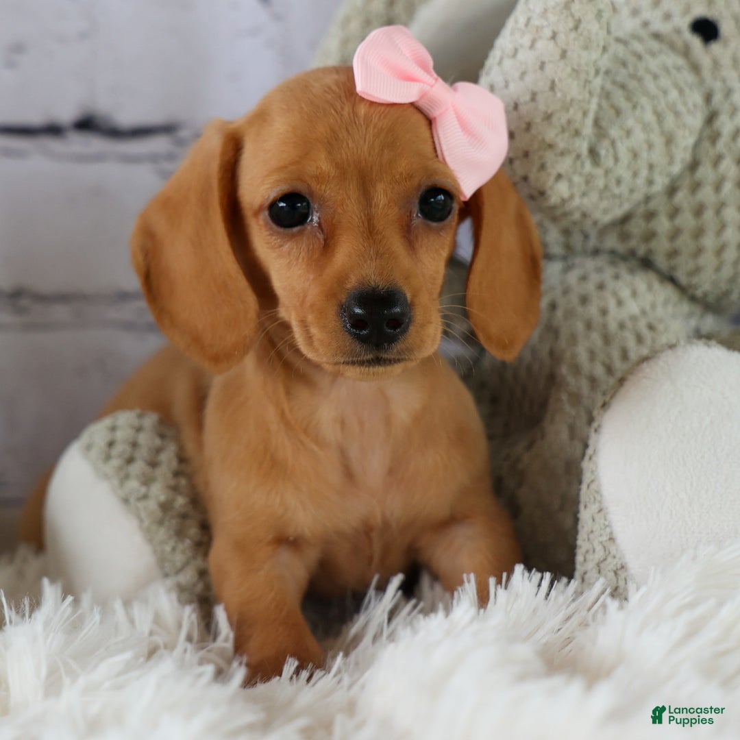 Miniature Dachshund dogs for sale: Miniature Dachshund 3 puppies - Image 13