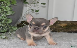 French Bulldog dogs for sale: Millie - Image 11