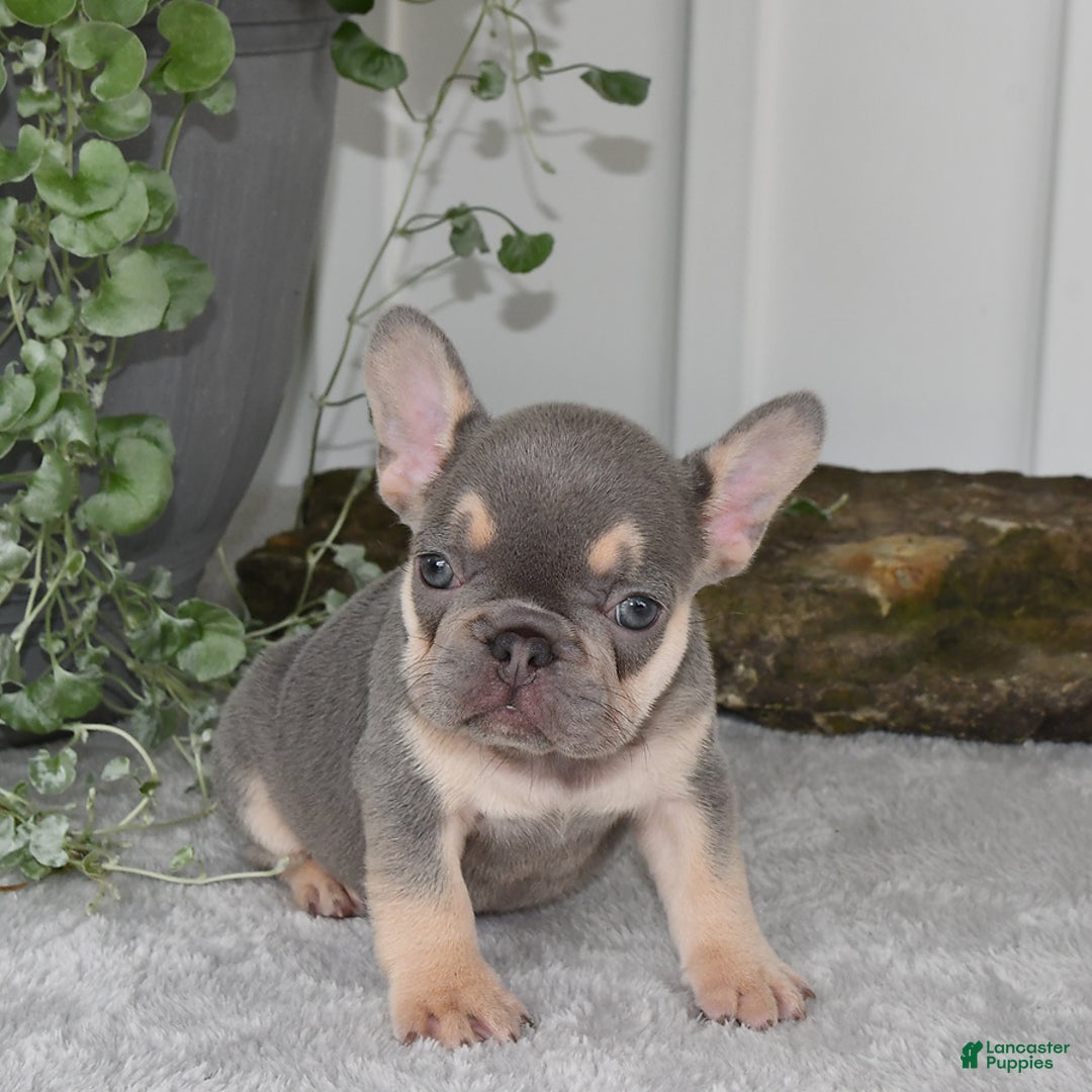 French Bulldog dogs for sale: Millie - Image 11