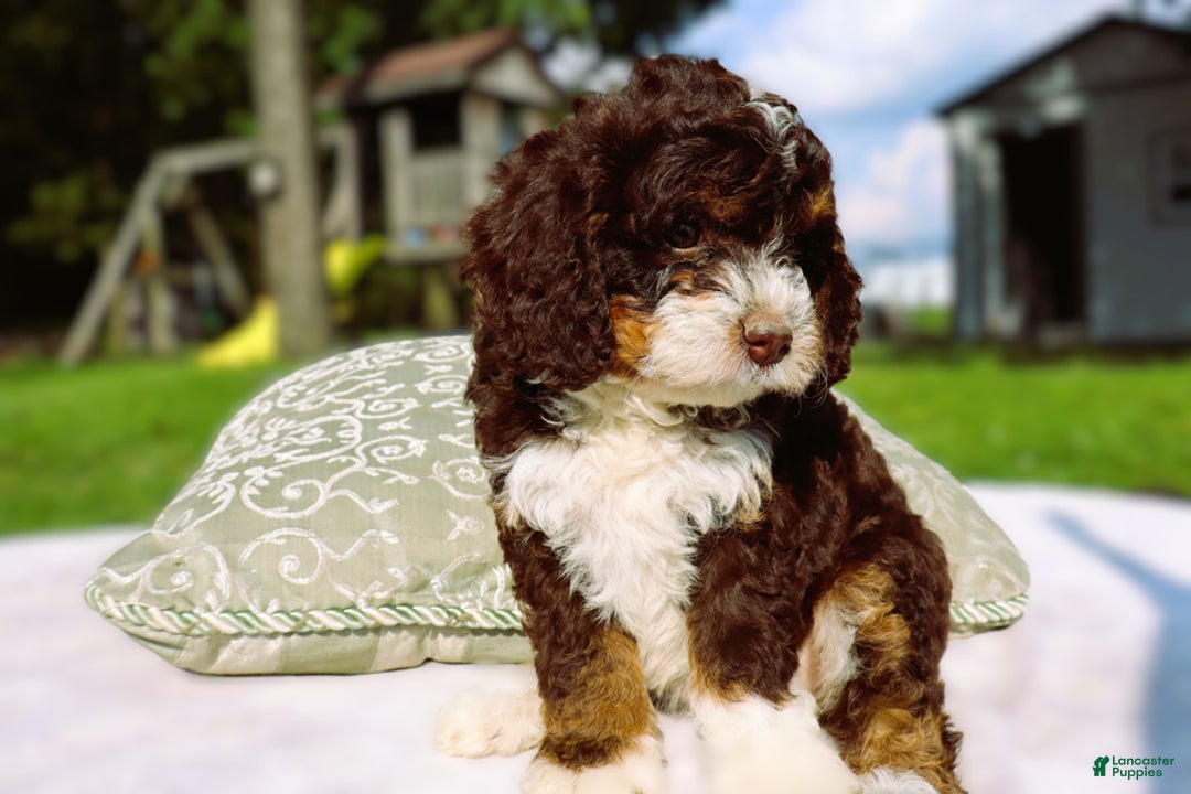 Mini Bernedoodle dogs for sale: Midget - Image 1