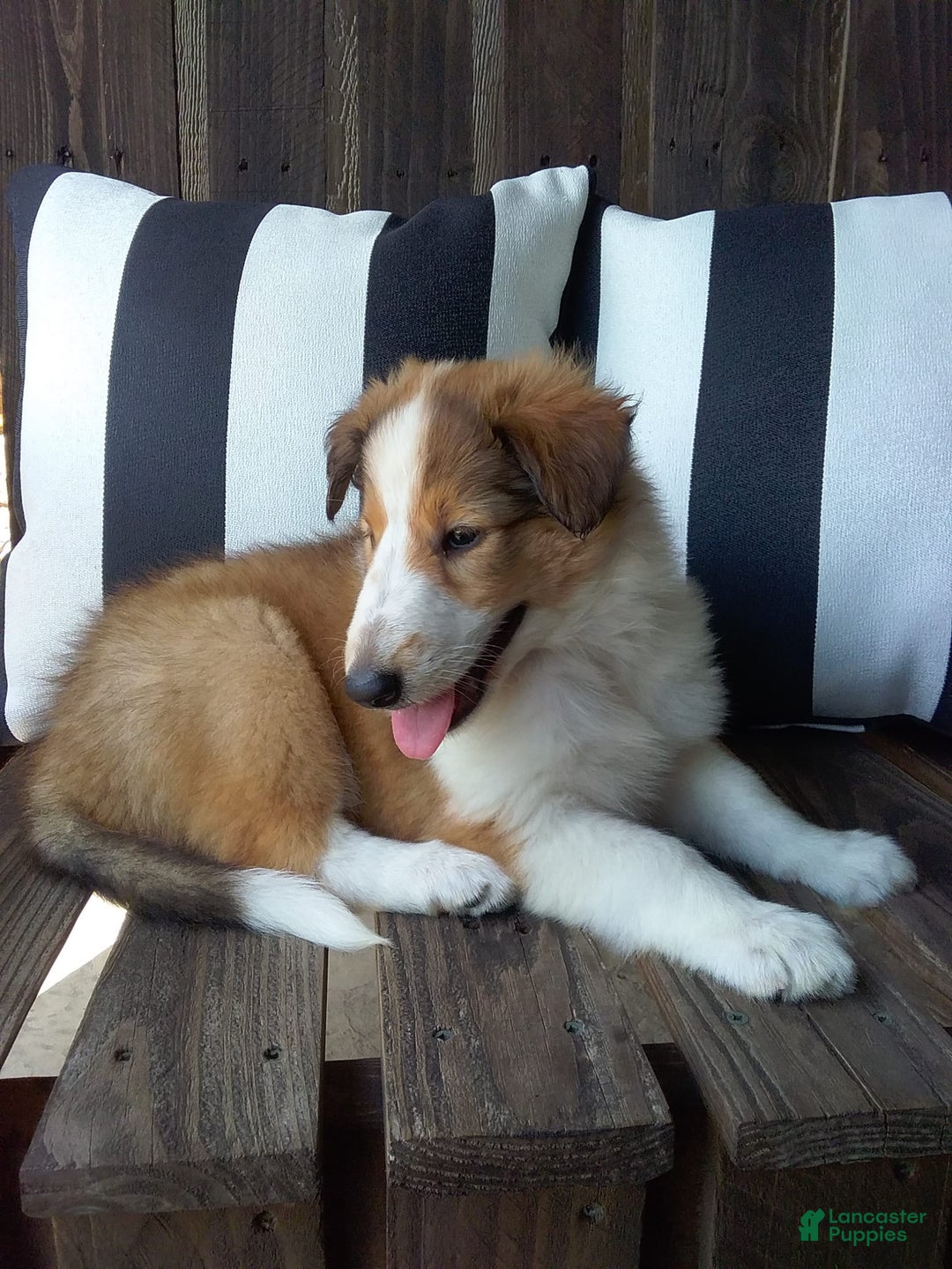 Collie dogs for sale: Dolly - Image 6