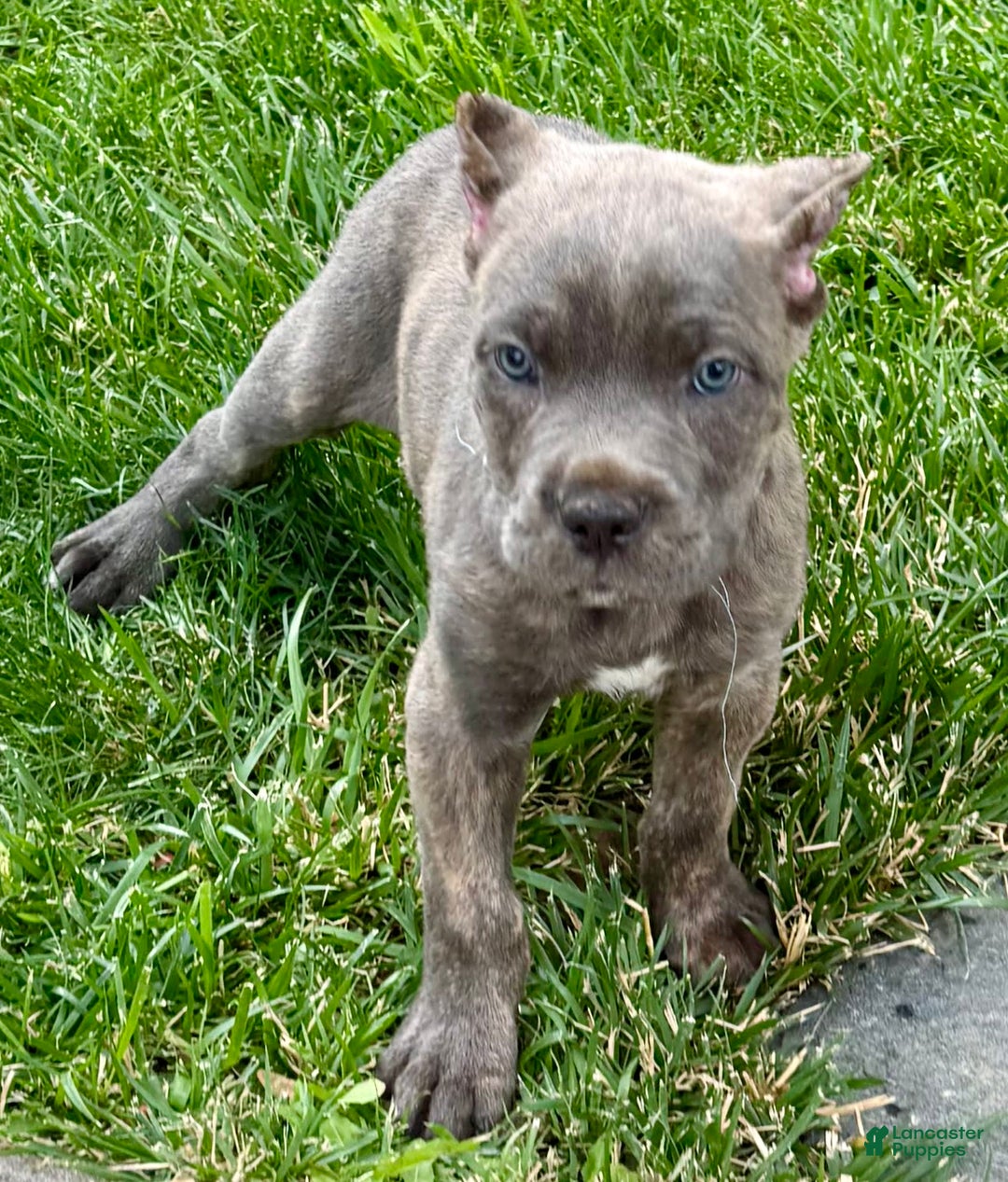 Cane Corso dogs for sale: Blu - Image 9