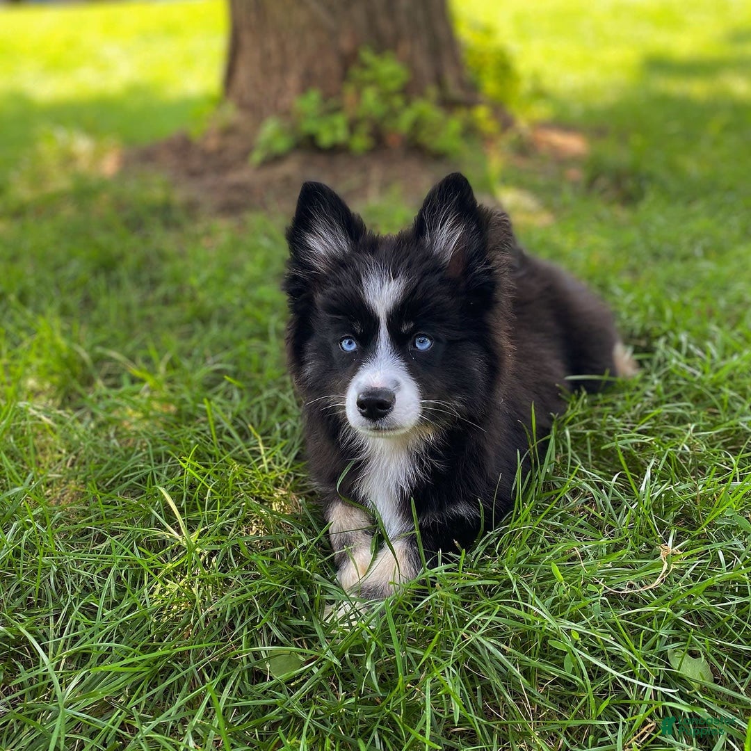 Pomsky dogs for sale: Nami - Image 11