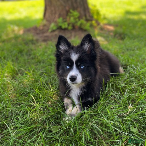Pomsky dogs for sale - Ad 4
