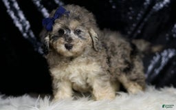 Miniature Poodle dogs for sale: Mikasa - Image 6