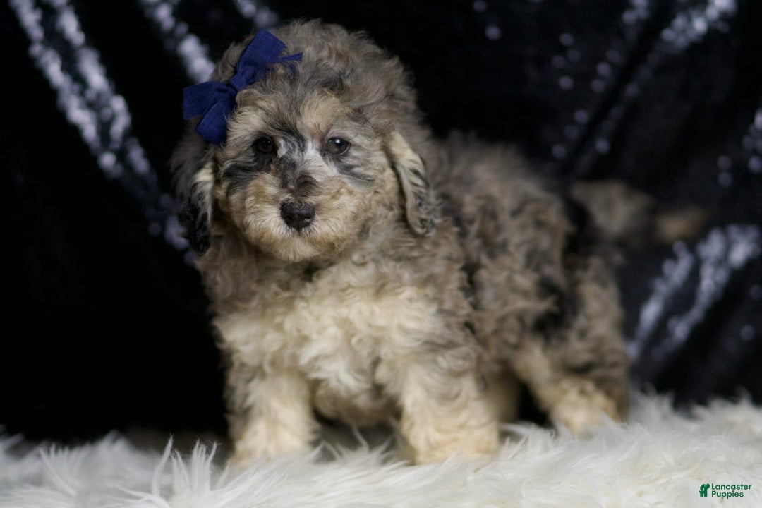 Miniature Poodle dogs for sale: Mikasa - Image 6