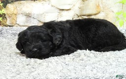 Portuguese Water Dog dogs for sale: Soloman - Image 2
