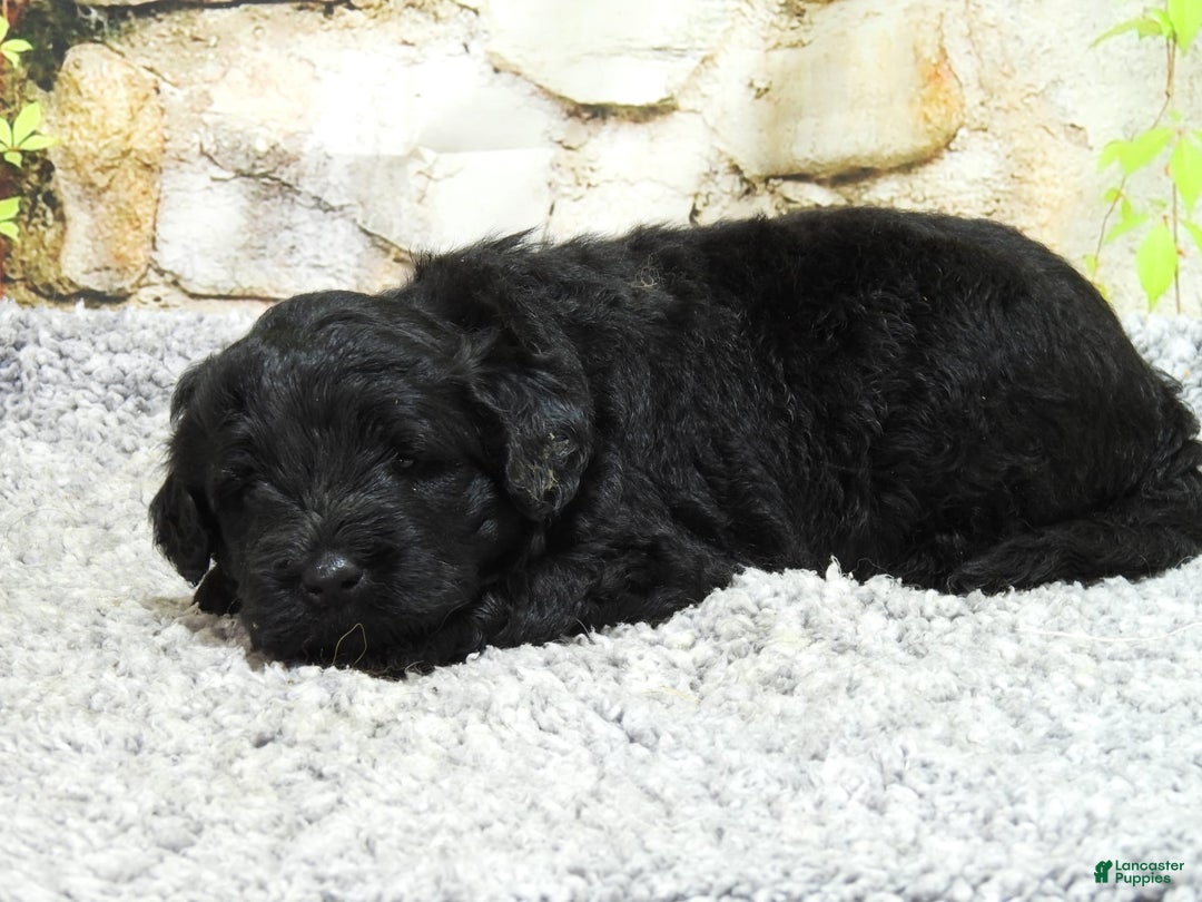 Portuguese Water Dog dogs for sale: Soloman - Image 2