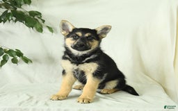 Gerberian Shepsky dogs for sale: Montana - Image 6