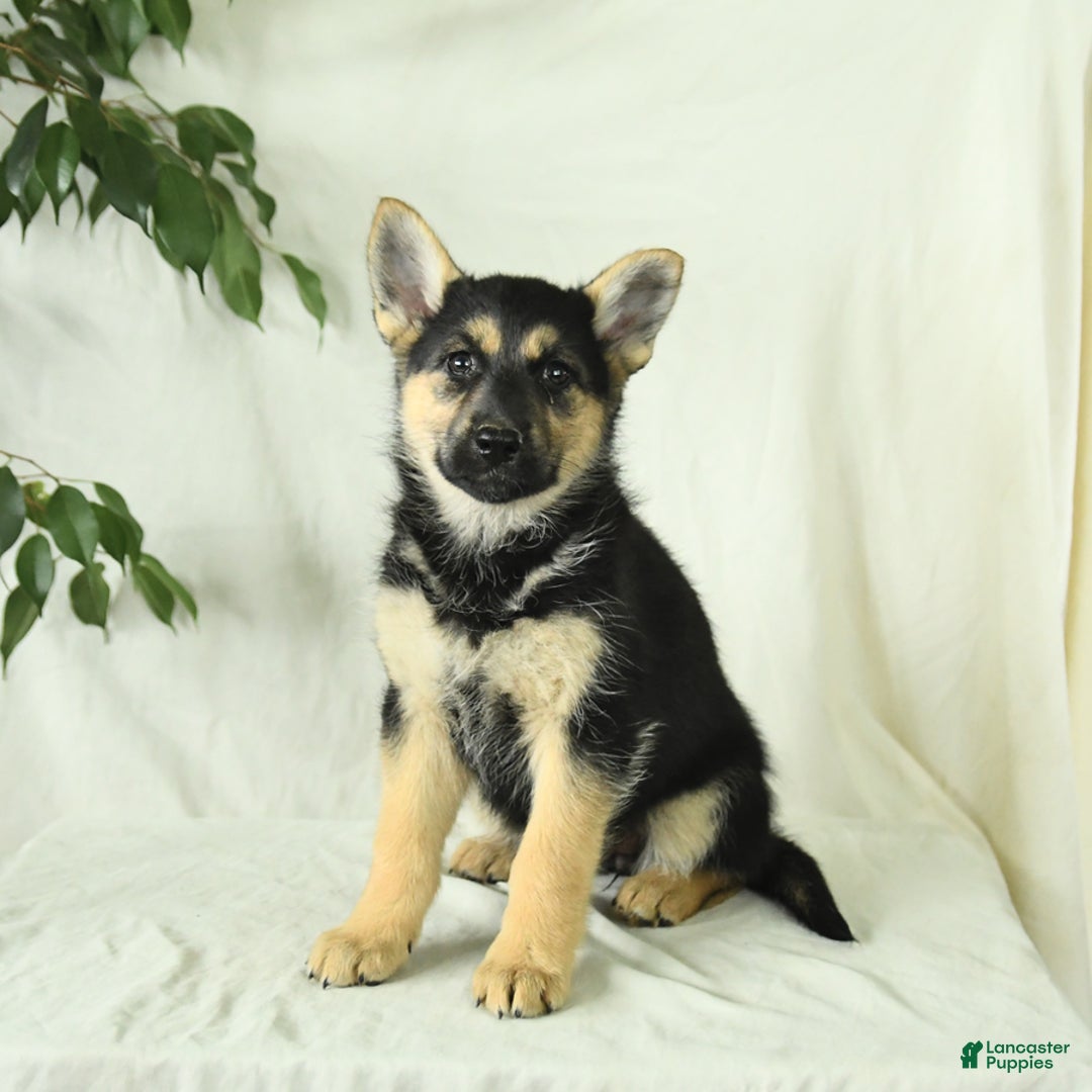 Gerberian Shepsky dogs for sale: Montana - Image 6