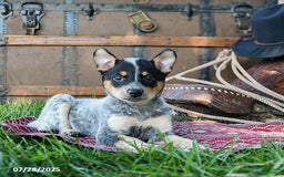 Australian Cattle Dog dogs for sale: Crystal - Image 5