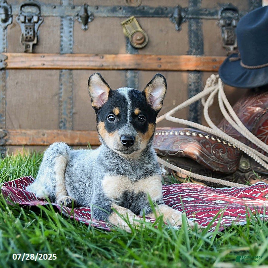 Australian Cattle Dog dogs for sale: Crystal - Image 5