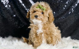 Maltipoo dogs for sale: Eminem - Image 7