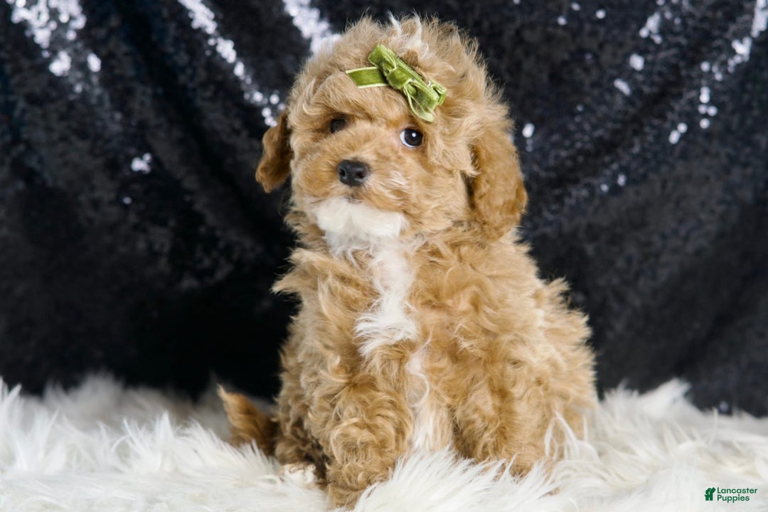 Maltipoo dogs for sale: Eminem - Image 7