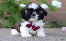 Shih Tzu dogs for sale: Archie - Image 4