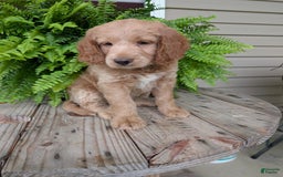 Goldendoodle dogs for sale: Lolly - Image 38