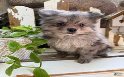 Pomeranian dogs for sale: Rusty - Image 1